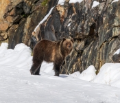 Bear001