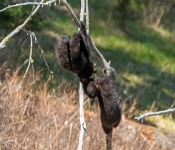 Bear002