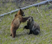 Bear003