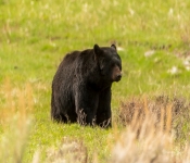 Bear004