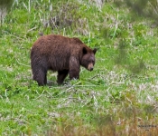 Bear611 DeNoiseAI Denoise