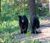 BlackBear604 DeNoiseAI