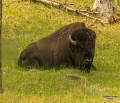 Buffalo600