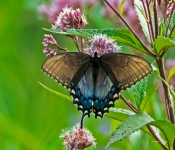 Butterfly001