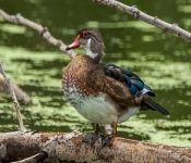 WoodDuck001