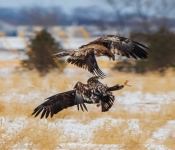 Eagle003