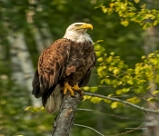 Eagles001