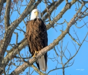 Eagles002