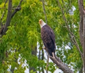 Eagles625 DeNoiseAI