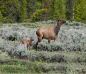 Elk001