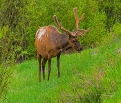 Elk002
