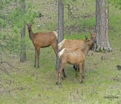 Elk701