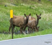 Elk702