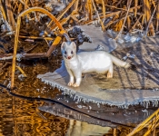 Ermine001