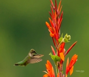 Hummingbird001