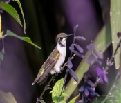 Hummingbird002