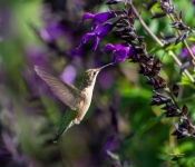 Hummingbird003