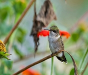 Hummingbird0040