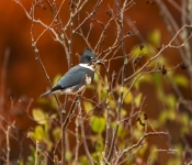 KingFisher001