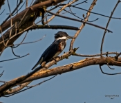 KingFisher601