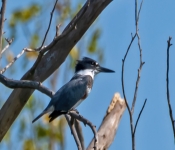 KingFisher602 DeNoiseAI