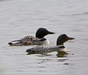 Loon001