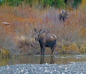 Moose001