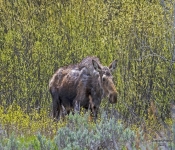Moose600