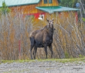 Moose601