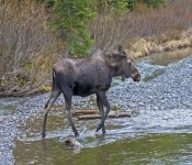 Moose603