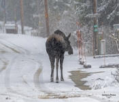 Moose604