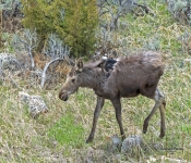 Moose605