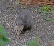 Opossum002 DeNoiseAI