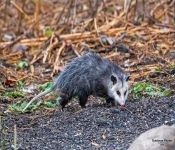Opossum003 DeNoiseAI
