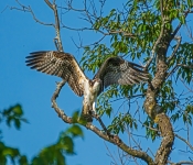 Osprey001