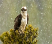 Osprey002