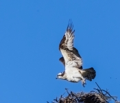 Osprey610