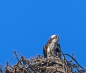 Osprey611