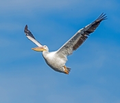 Pelican006