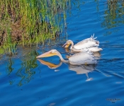 Pelican655 DeNoiseAI