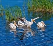 Pelican656 DeNoiseAI