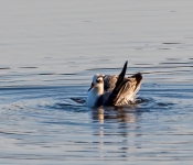 RedPhalarope002 DeNoiseAI