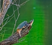 Turtle001