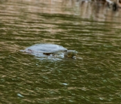 Turtle002