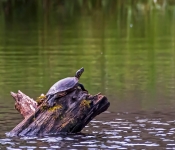Turtle003